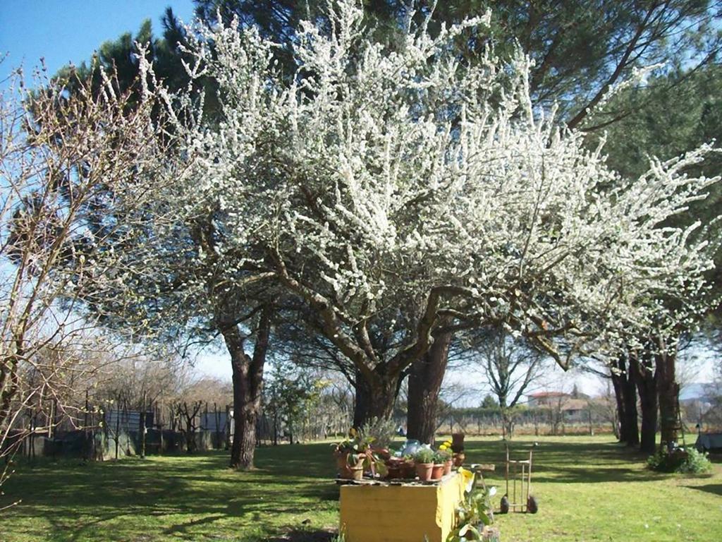 Campo Alle Monache Bucine Extérieur photo